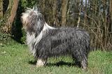 BEARDED COLLIE 377